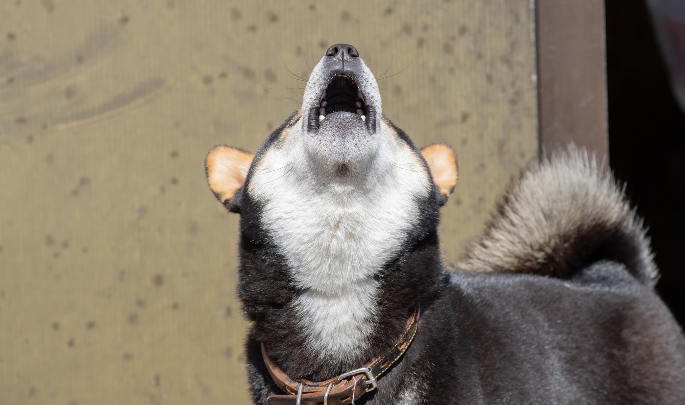 犬 の 鳴き声 騒音