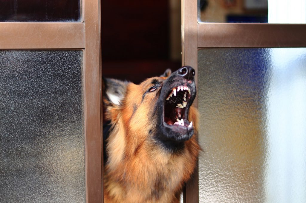 近所の犬の鳴き声がうるさい！ペット騒音に悩んだ場合の対処法